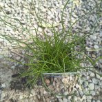 Sitina rozložitá ´SPIRALIS´ (Juncus effusus) - výška 10-20 cm, kont. P9